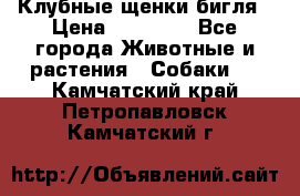 Клубные щенки бигля › Цена ­ 30 000 - Все города Животные и растения » Собаки   . Камчатский край,Петропавловск-Камчатский г.